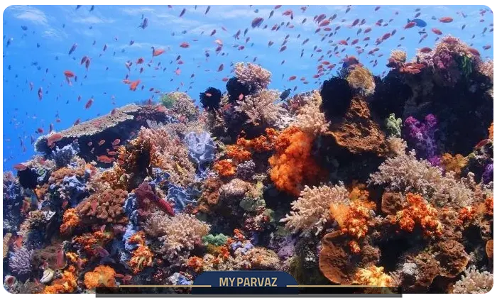 صخره‌های مرجانی رنگارنگ